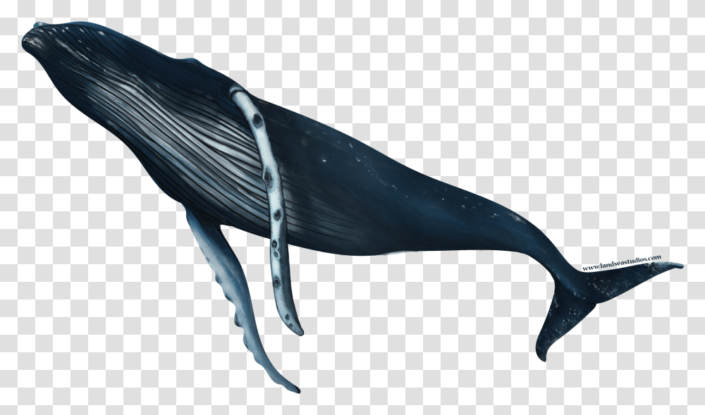 Humpback Whale Turn Sticker Humpback Whale, Sea Life, Animal, Bird, Mammal Transparent Png