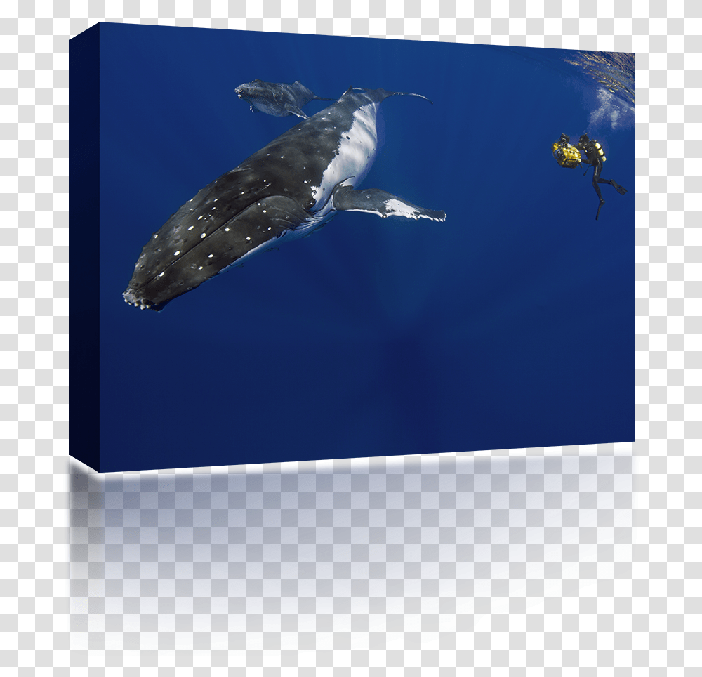Humpback Whale Underwater, Mammal, Sea Life, Animal, Bird Transparent Png