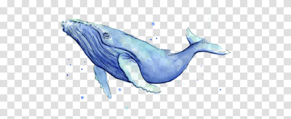 Humpback Whale Watercolor Adult Pull Humpback Whale Watercolor, Animal, Frog, Amphibian, Wildlife Transparent Png
