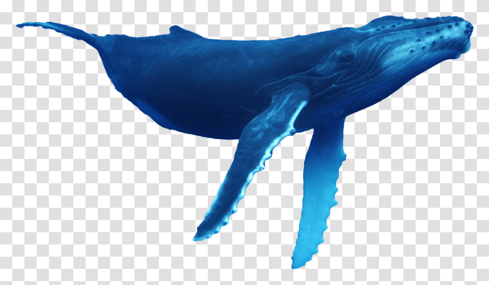 Humpback Whale Whale, Mammal, Sea Life, Animal Transparent Png