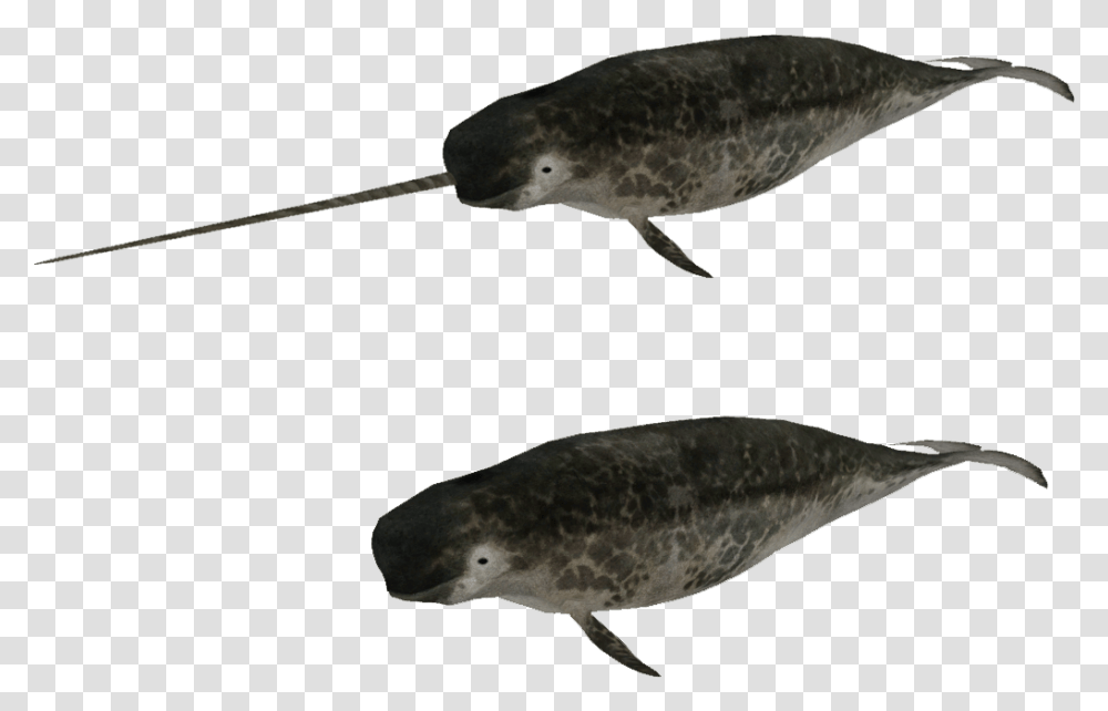 Humpback Whale Zoo Tycoon 2 Narwhal, Fish, Animal, Sea Life, Mammal Transparent Png