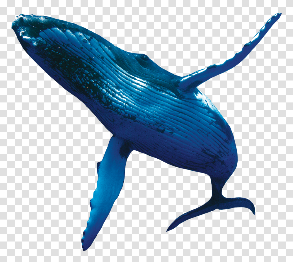 Humpback Whales, Mammal, Sea Life, Animal, Dinosaur Transparent Png