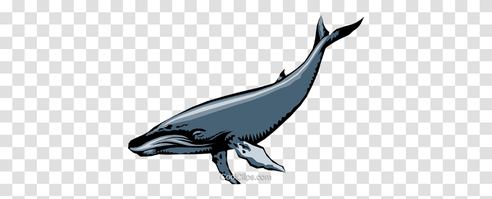 Humpback Whales Royalty Free Vector Clip Art Illustration, Sea Life, Animal, Bird, Mammal Transparent Png
