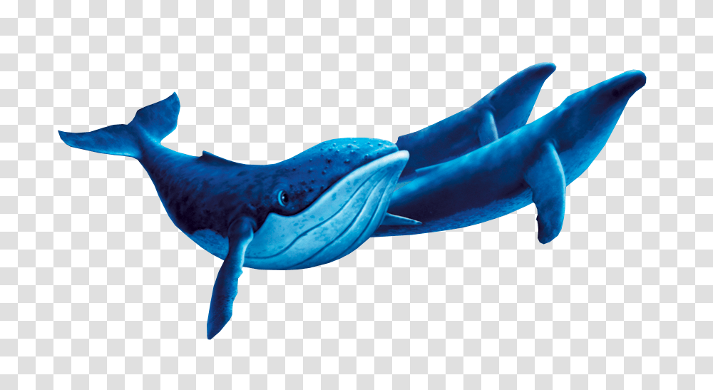 Humpback Whalesgallery Disney Wiki Fandom Powered, Mammal, Sea Life, Animal, Shark Transparent Png