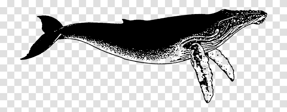 Humped Back Whale Rubber StampTitle Humped Back Humpback Whale, Gray, World Of Warcraft Transparent Png