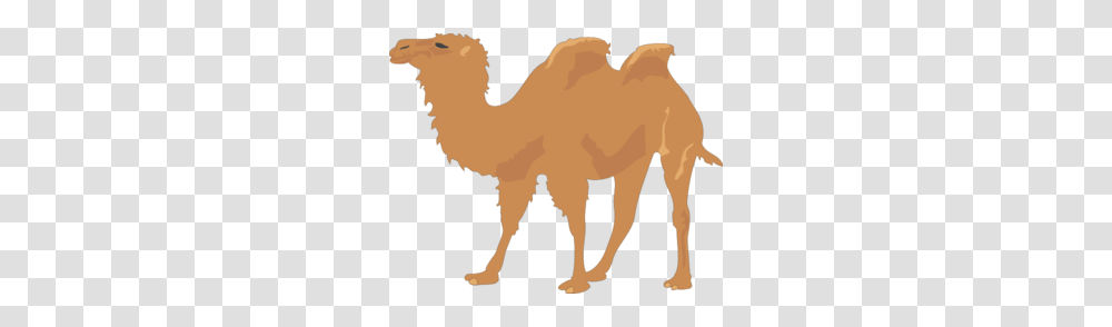 Humps Clipart, Camel, Mammal, Animal Transparent Png