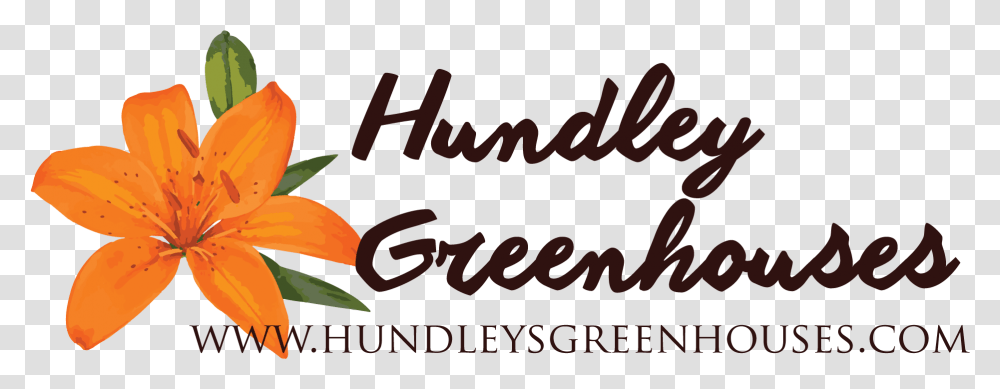 Hundley S Greenhouses Orange Lily, Alphabet, Plant, Handwriting Transparent Png