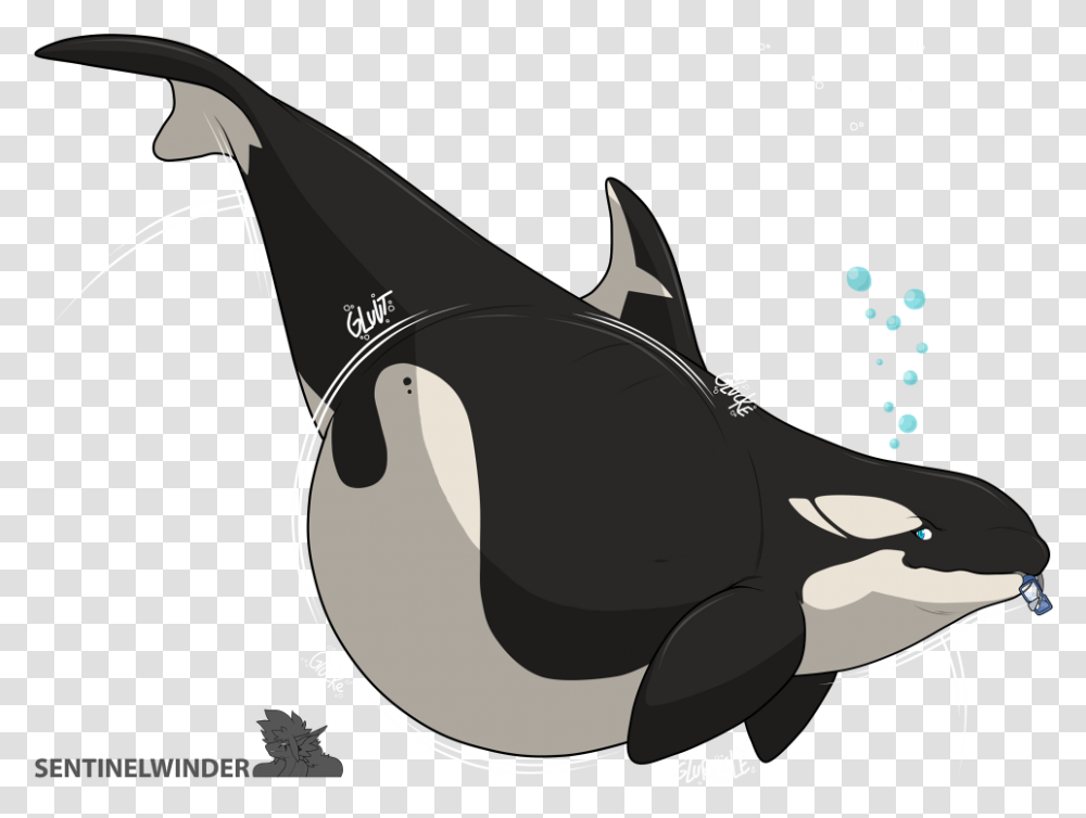 Hungriest Orca, Sea Life, Animal, Mammal, Whale Transparent Png