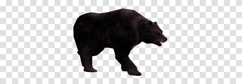Hungry Black Bear, Wildlife, Animal, Mammal, Panther Transparent Png