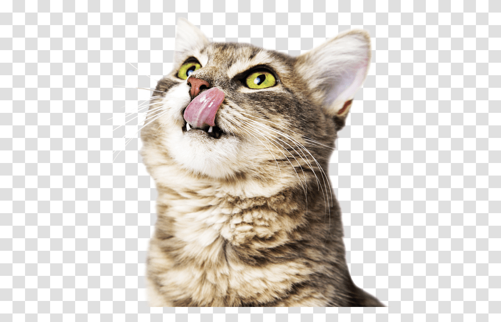 Hungry Cat And Dog, Pet, Mammal, Animal, Mouth Transparent Png