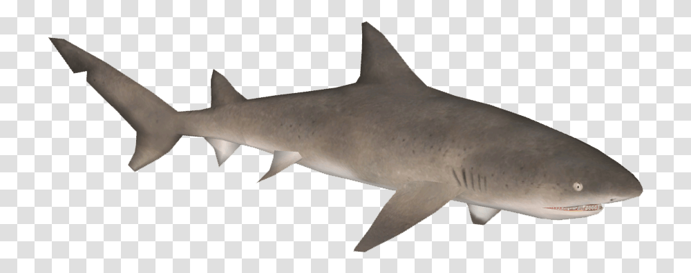 Hungry Shark Fanon Wiki Sand Tiger Shark, Sea Life, Fish, Animal, Great White Shark Transparent Png