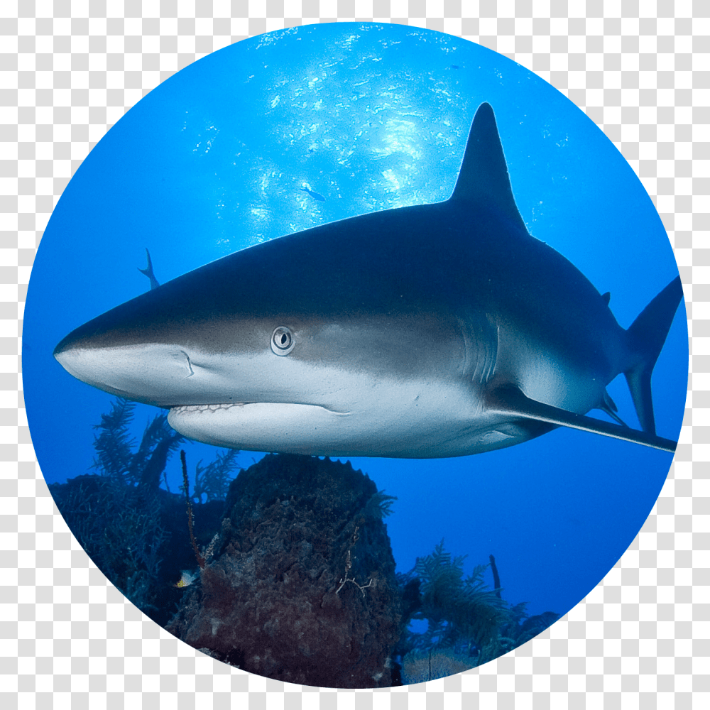 Hungry Shark World Evolution All Skins, Sea Life, Fish, Animal, Water Transparent Png