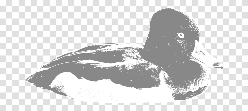 Hunt 41 Canvasback Duck, Clothing, Apparel, Hat, Sun Hat Transparent Png