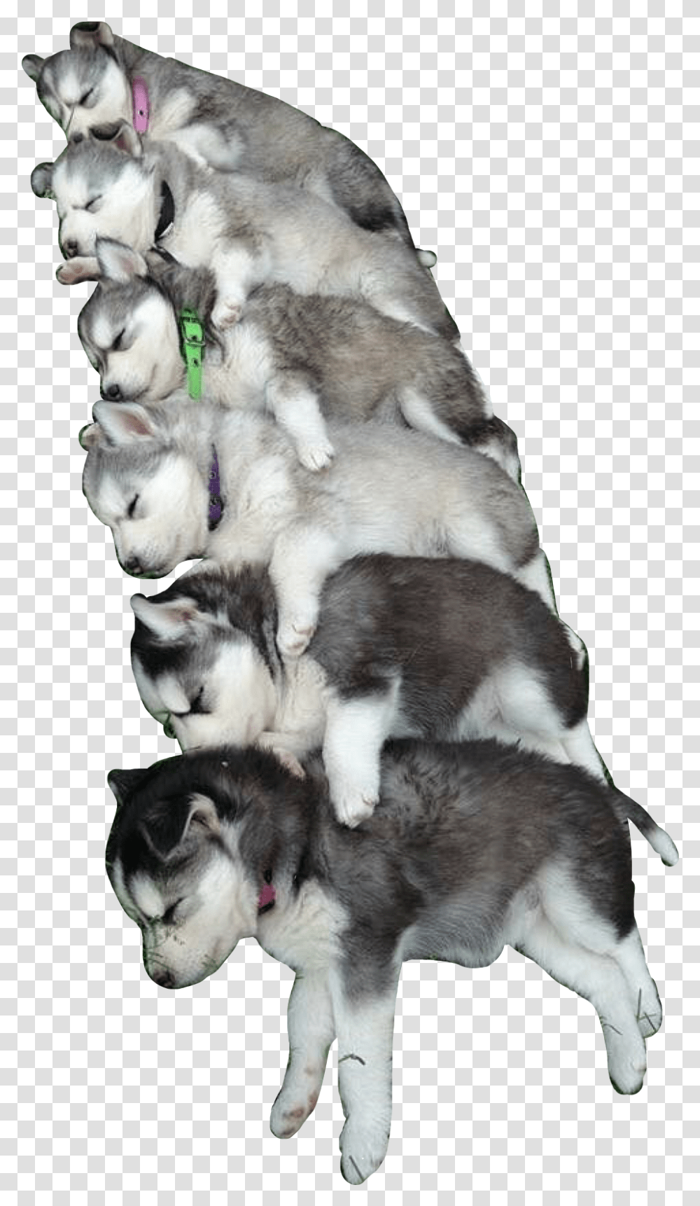 Huskies Pup Puppy Puppies Dogs Dog Dawg Cute, Pet, Canine, Animal, Mammal Transparent Png