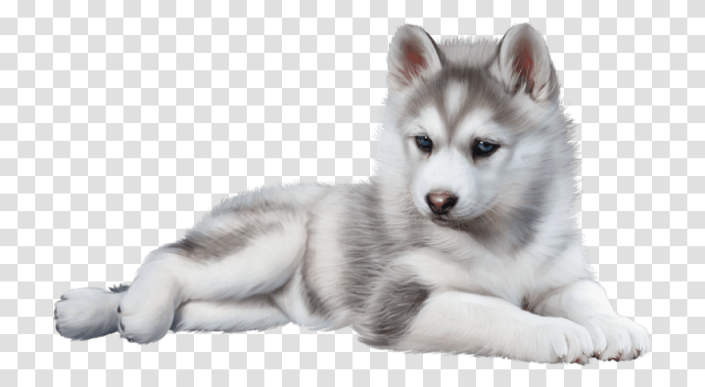 Husky, Animals, Dog, Pet, Canine Transparent Png