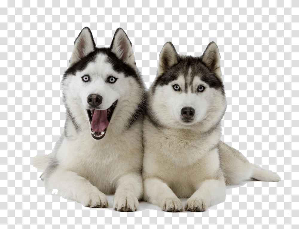 Husky, Animals, Dog, Pet, Canine Transparent Png
