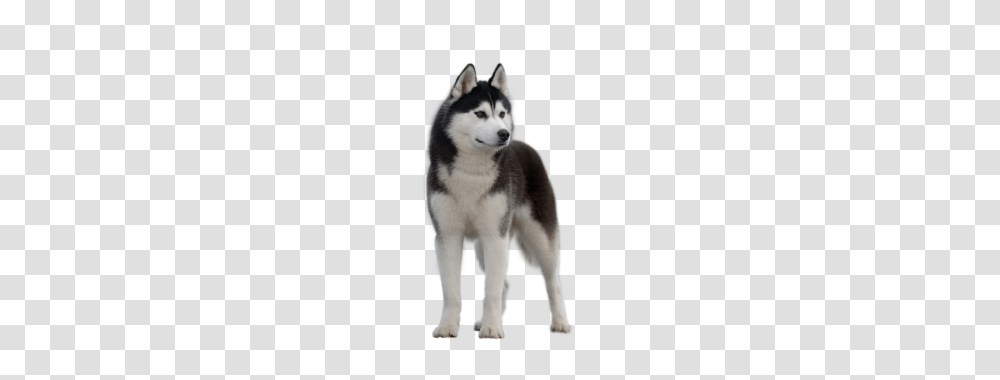 Husky, Animals, Dog, Pet, Canine Transparent Png