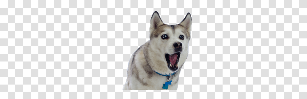 Husky, Animals, Dog, Pet, Canine Transparent Png