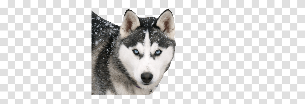 Husky, Animals, Dog, Pet, Canine Transparent Png