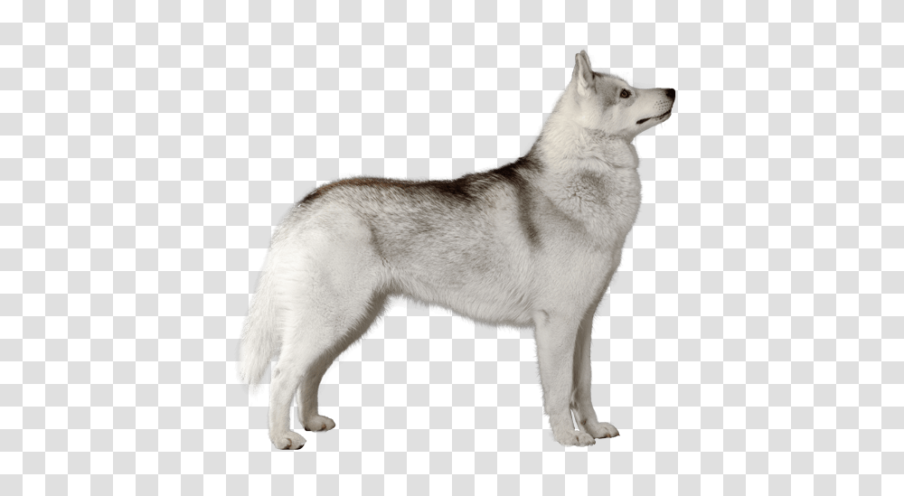 Husky, Animals, Dog, Pet, Canine Transparent Png