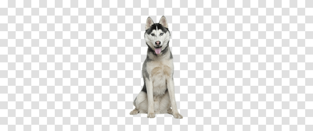 Husky, Animals, Dog, Pet, Canine Transparent Png