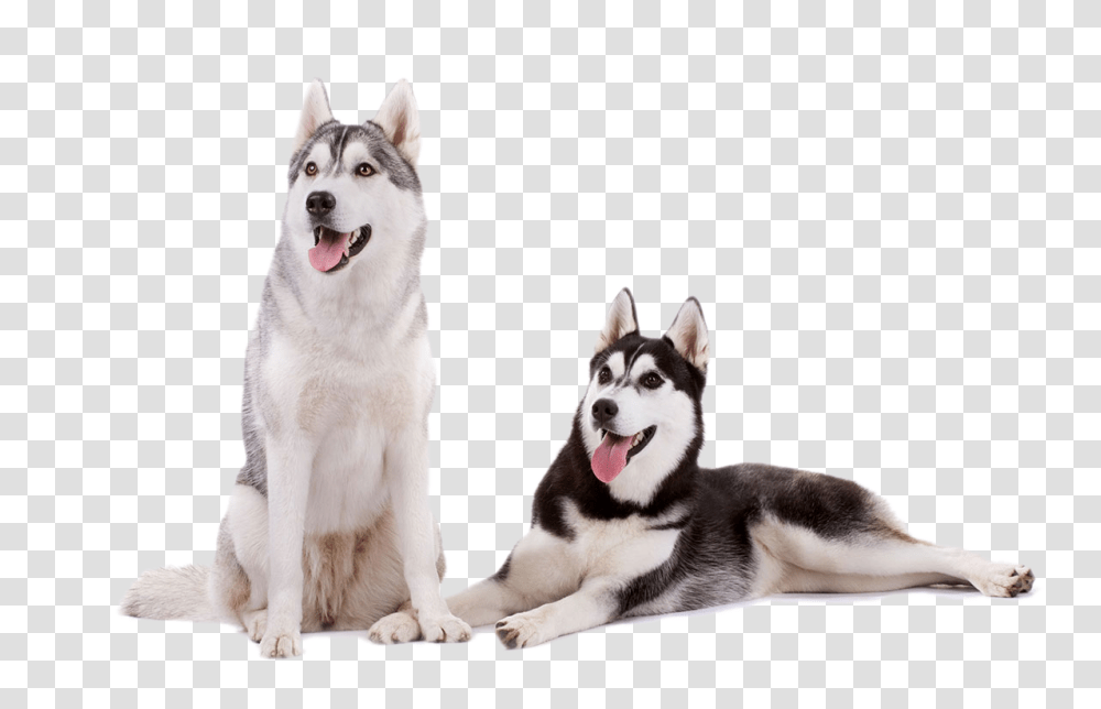 Husky, Animals, Dog, Pet, Canine Transparent Png