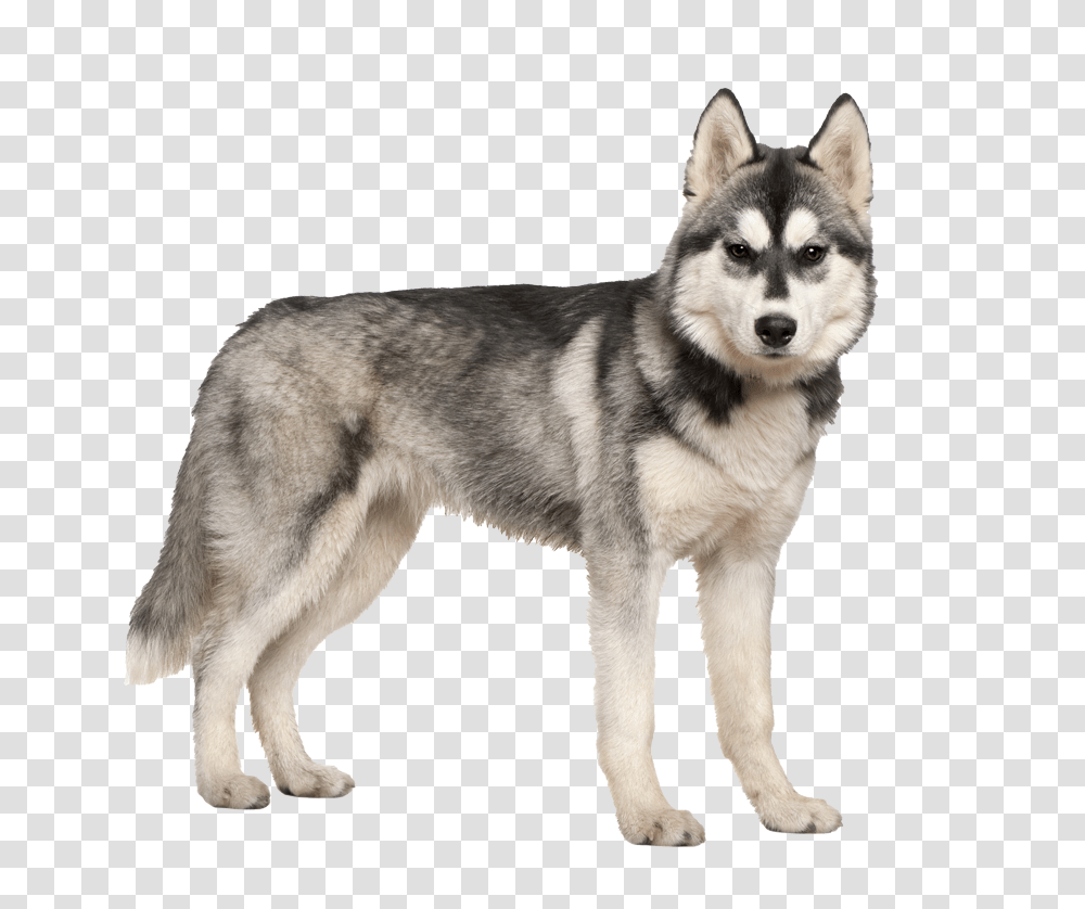 Husky, Animals, Dog, Pet, Canine Transparent Png