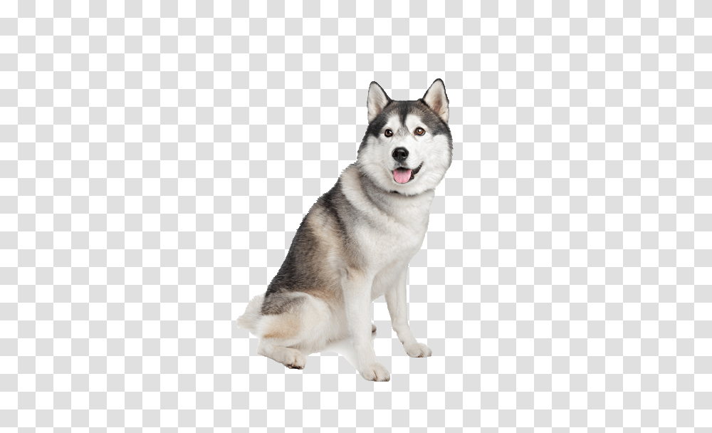 Husky, Animals, Dog, Pet, Canine Transparent Png