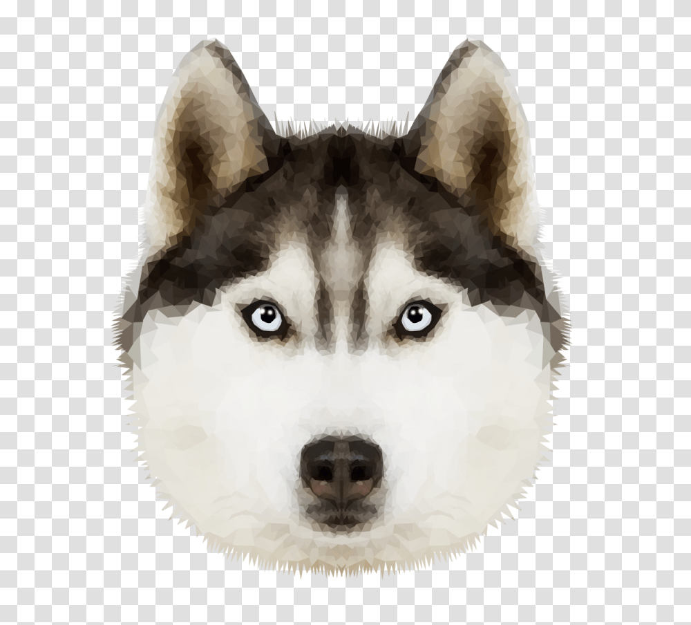 Husky, Animals, Dog, Pet, Canine Transparent Png