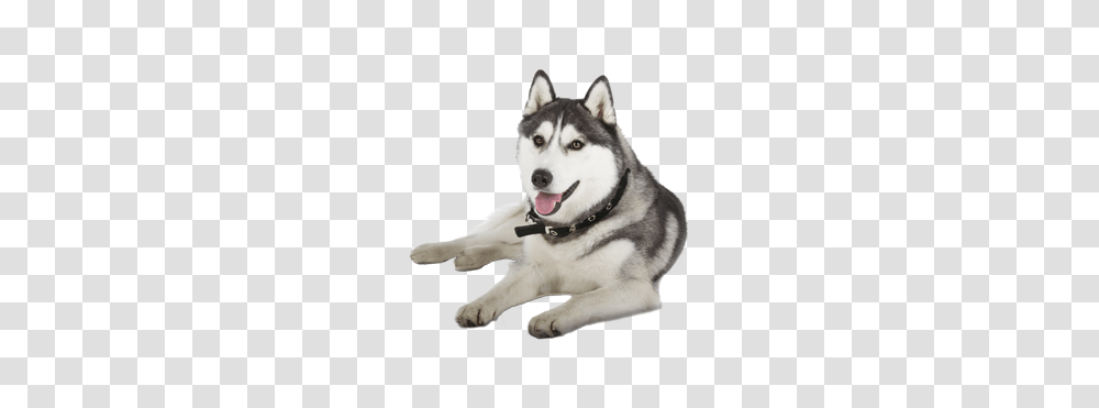 Husky, Animals, Dog, Pet, Canine Transparent Png