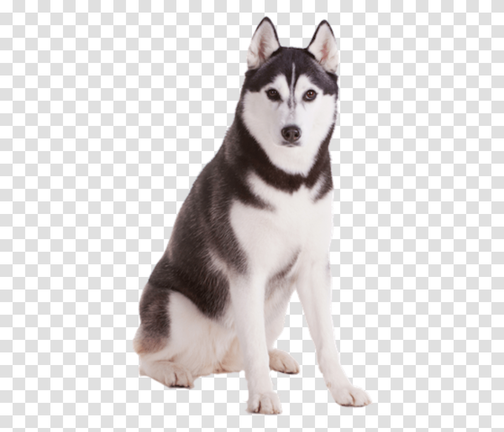 Husky Background, Dog, Pet, Canine, Animal Transparent Png
