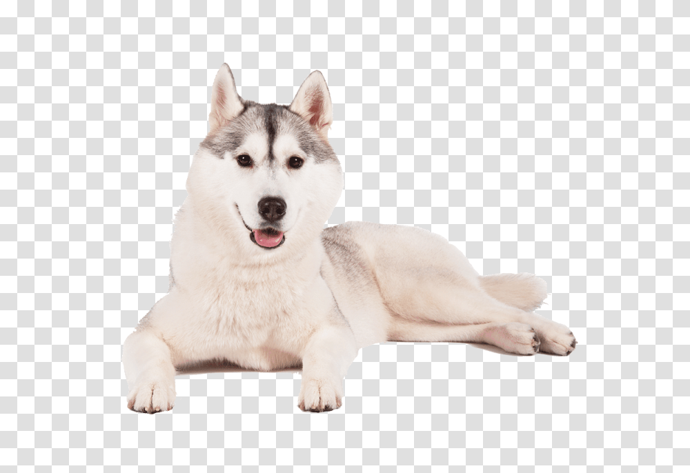 Husky Background Husky, Dog, Pet, Canine, Animal Transparent Png