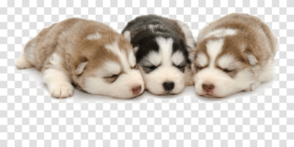 Husky Background, Puppy, Dog, Pet, Canine Transparent Png