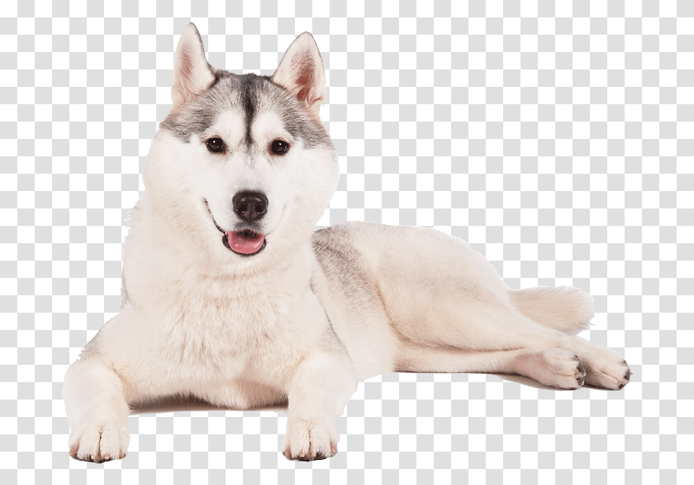 Husky Background Siberian Huskies Background, Dog, Pet, Canine, Animal Transparent Png