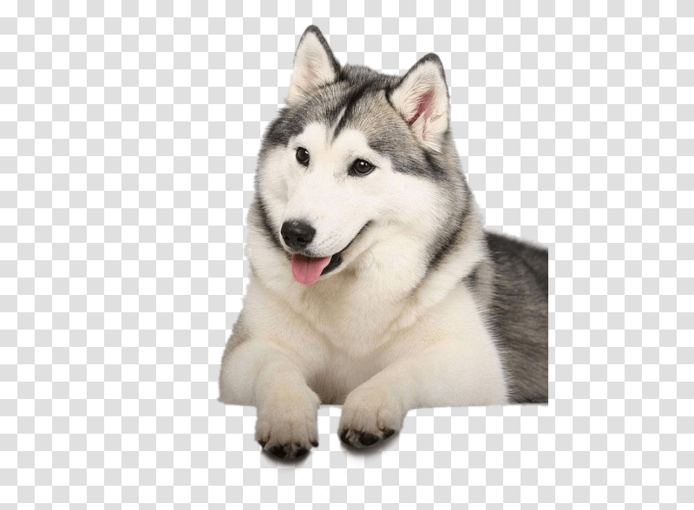 Husky Clipart Background, Dog, Pet, Canine, Animal Transparent Png