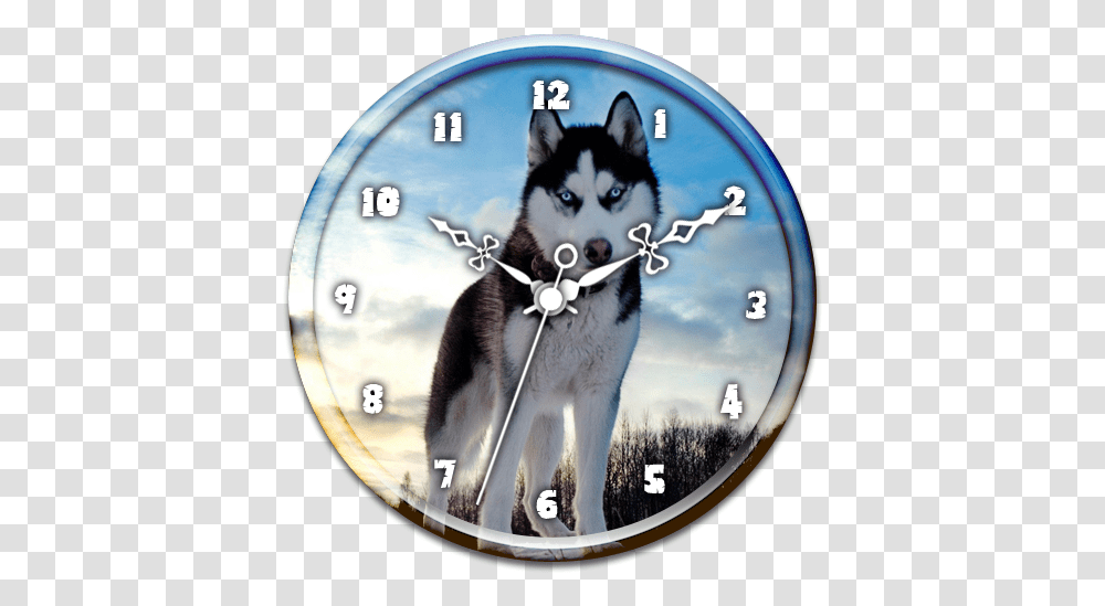 Husky Clock Live Wallpaper - Google Play U2011sovellukset Blue Eyes Siberian Husky, Dog, Pet, Canine, Animal Transparent Png