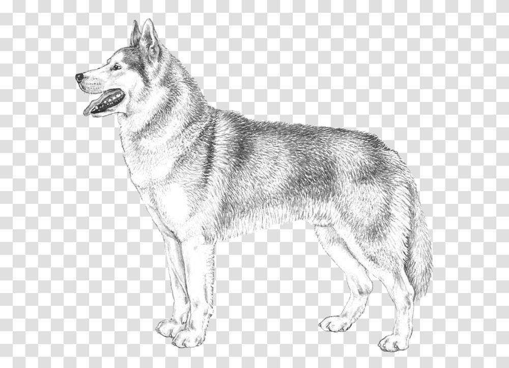 Husky Czechoslovakian Wolfdog, Mammal, Animal, Pet, Canine Transparent Png