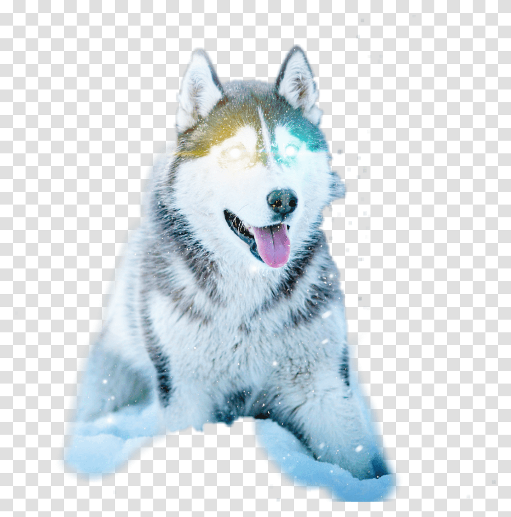 Husky Dog Download Husky Dog, Mammal, Animal, Pet, Canine Transparent Png