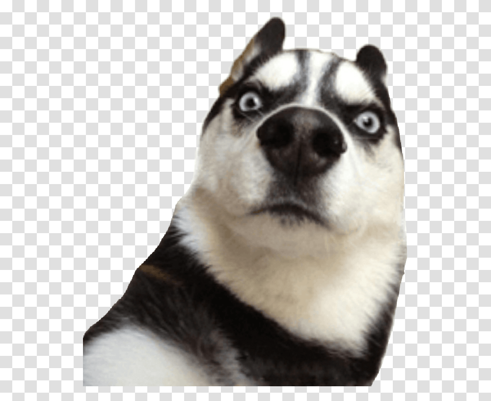 Husky Dog Funny Funny Photos For Whatsapp Stickers, Pet, Canine, Animal, Mammal Transparent Png
