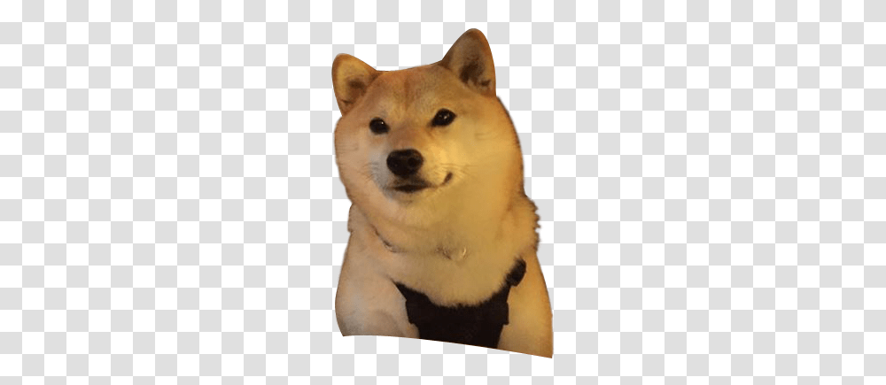 Husky, Dog, Pet, Canine Transparent Png