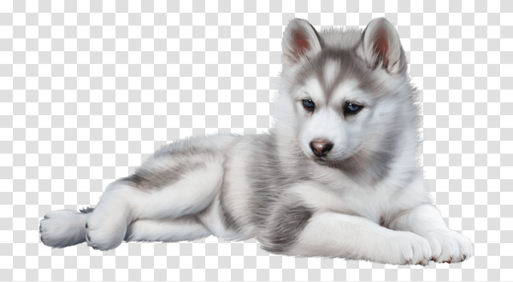 Husky Husky, Dog, Pet, Canine, Animal Transparent Png