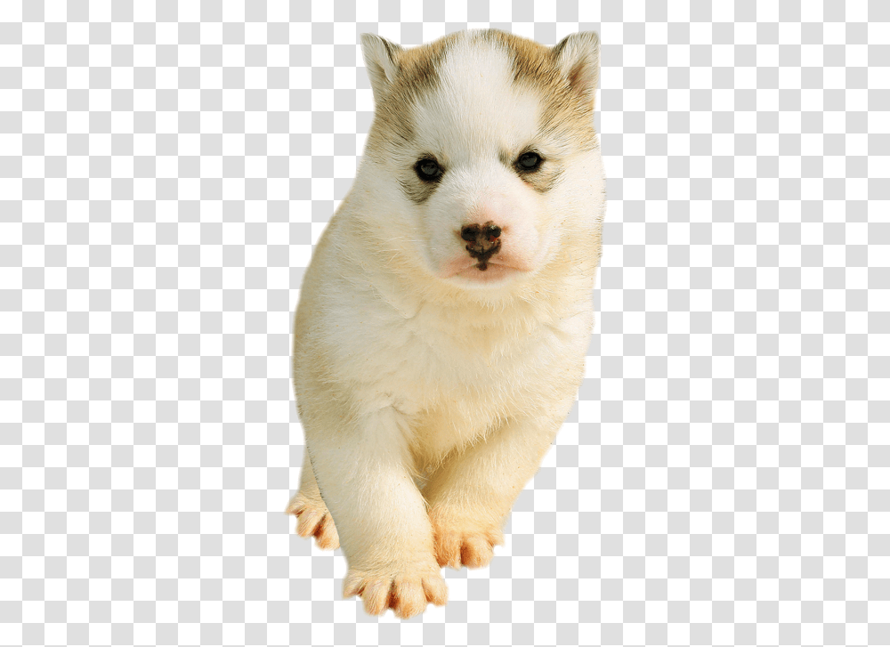 Husky Husky Puppy, Dog, Pet, Canine, Animal Transparent Png
