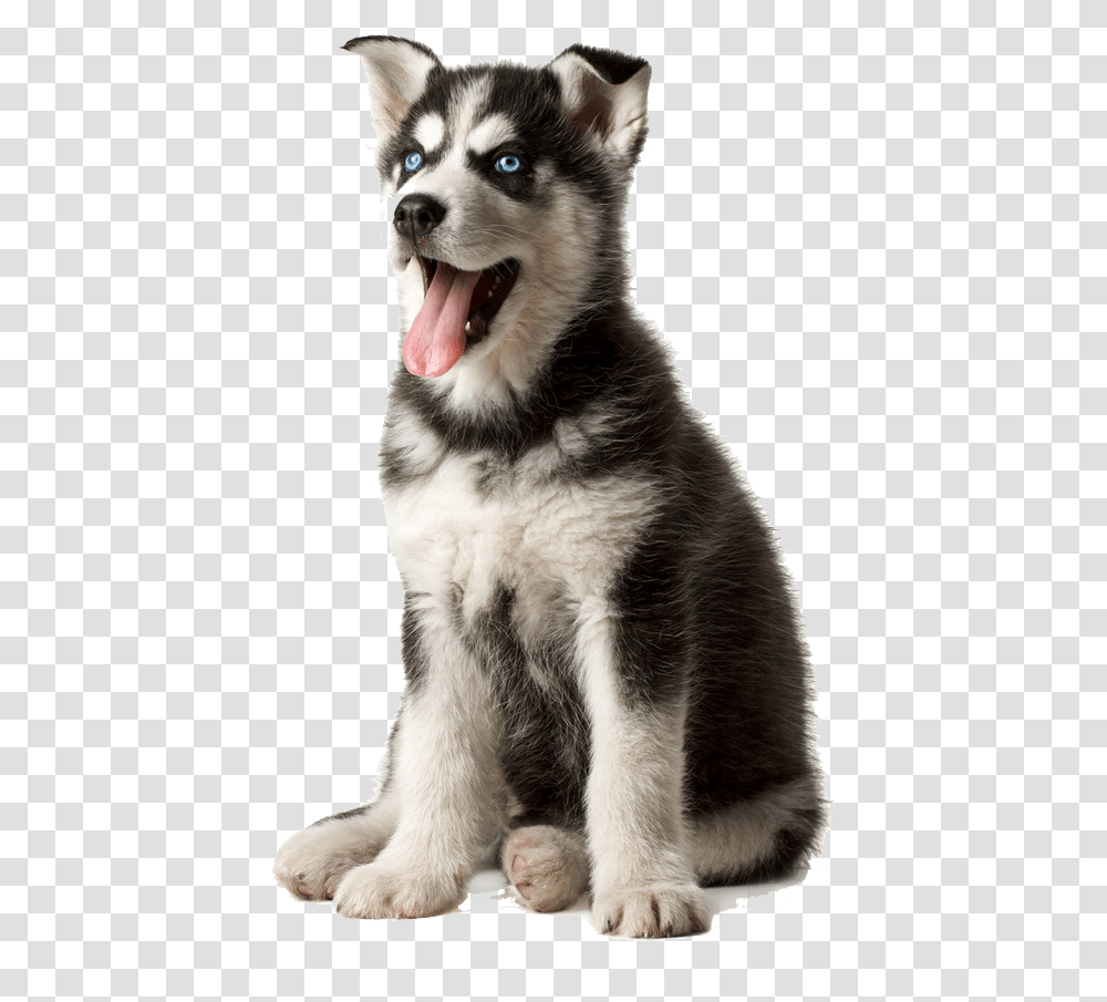 Husky Image Husky, Dog, Pet, Canine, Animal Transparent Png