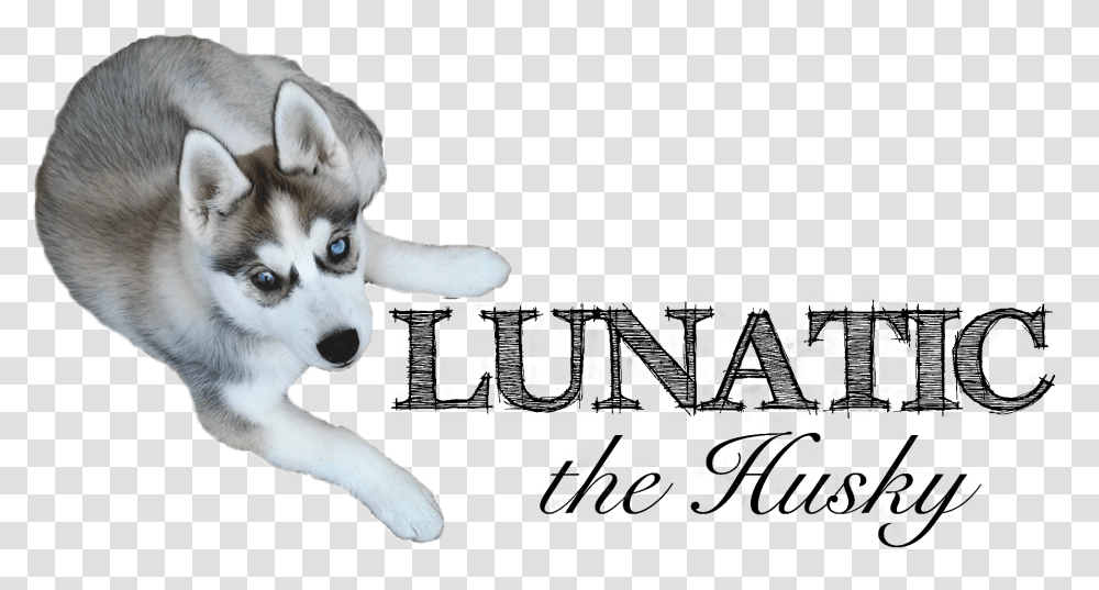 Husky Puppy, Dog, Pet, Canine, Animal Transparent Png