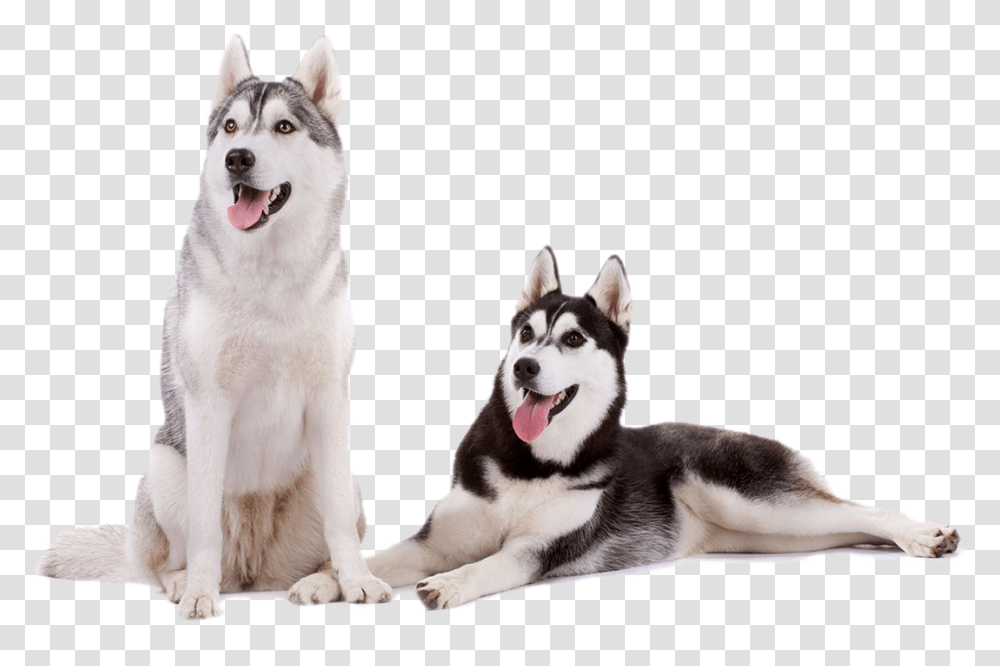 Husky Puppy, Dog, Pet, Canine, Animal Transparent Png
