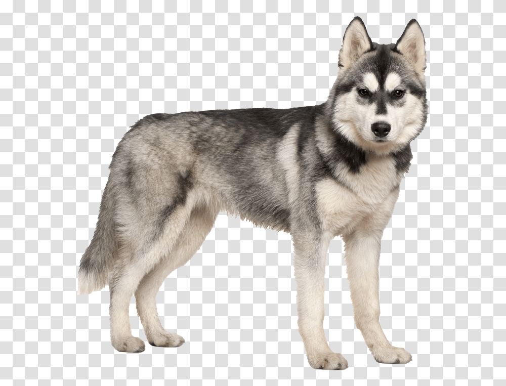 Husky Puppy, Dog, Pet, Canine, Animal Transparent Png