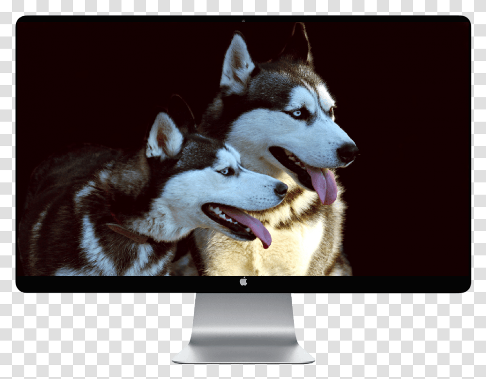 Husky Puppy Husky Dog Wallpaper Iphone, Pet, Canine, Animal, Mammal Transparent Png
