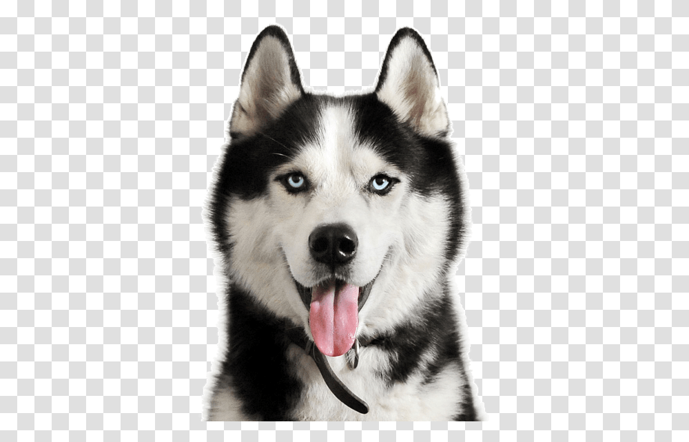 Husky Puppy Siberian Husky, Dog, Pet, Canine, Animal Transparent Png