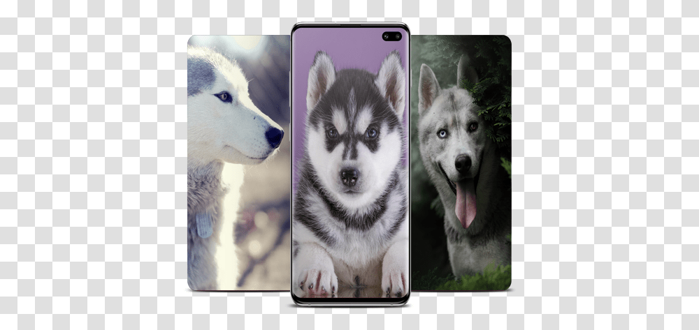 Husky Wallpaper - Google Play Alaskan Malamute, Dog, Pet, Canine, Animal Transparent Png