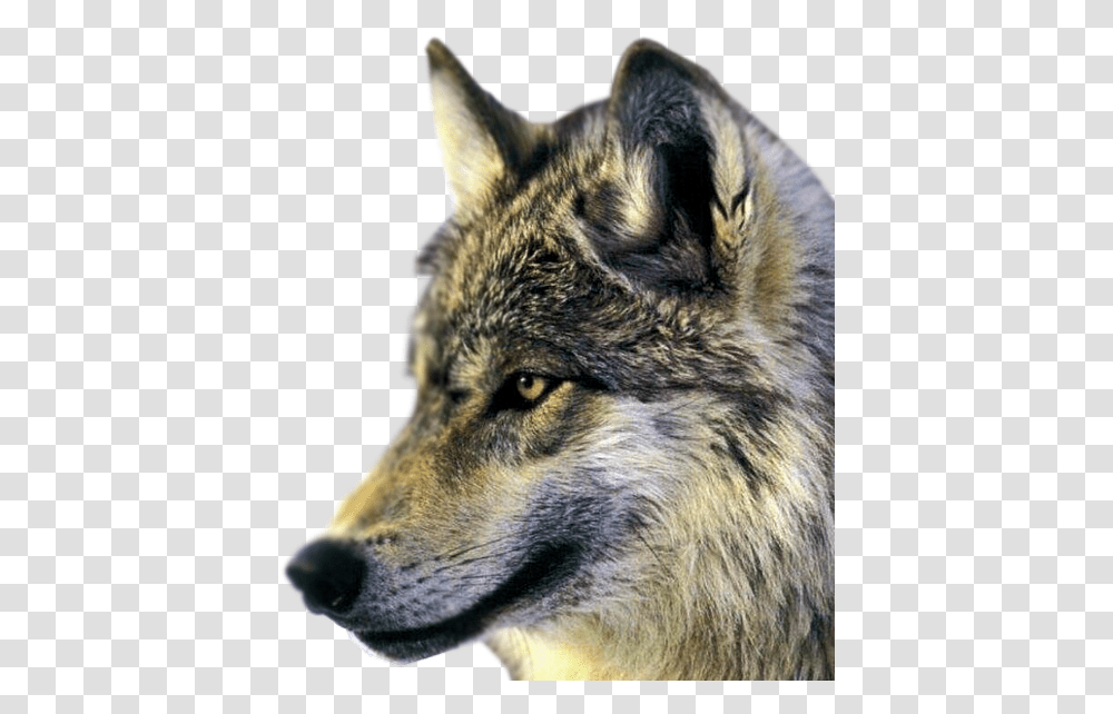 Husky, Wolf, Mammal, Animal, Dog Transparent Png
